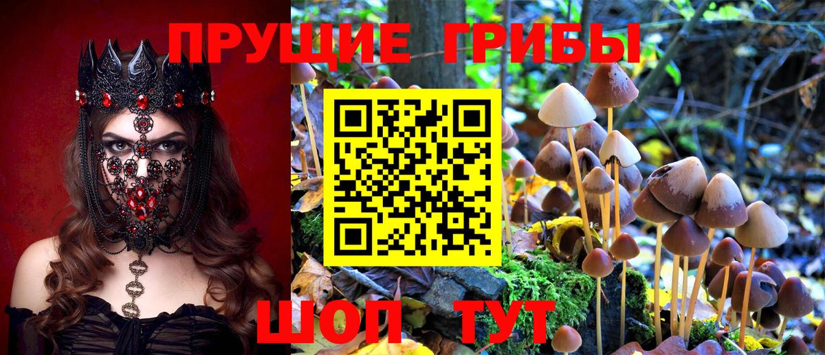 Галлюциногенные грибы Psilocybe  Вход с VPN  Южноуральск 
